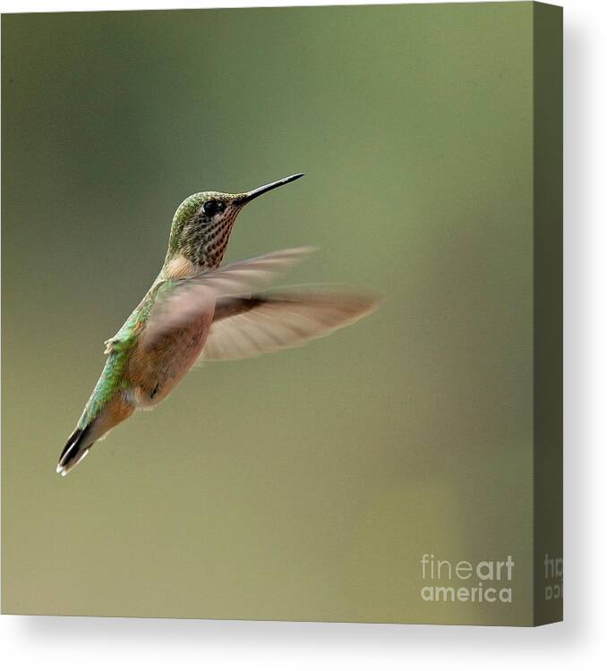 Rufous Canvas Print featuring the photograph Rufous Hummingbird, Vancouver Island by Tony Mills