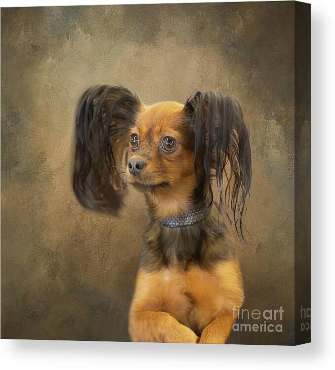 Russian Toy Terrier Canvas Print featuring the photograph Russian Toy Terrier by Eva Lechner