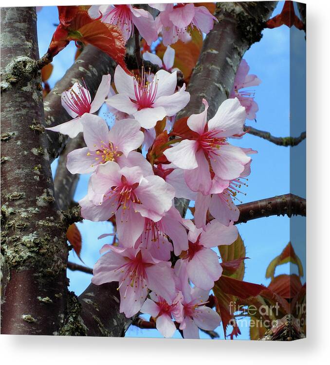 Japanese Cherry Blossom Canvas Print featuring the photograph Sakura Tree Flowers by Scott Cameron