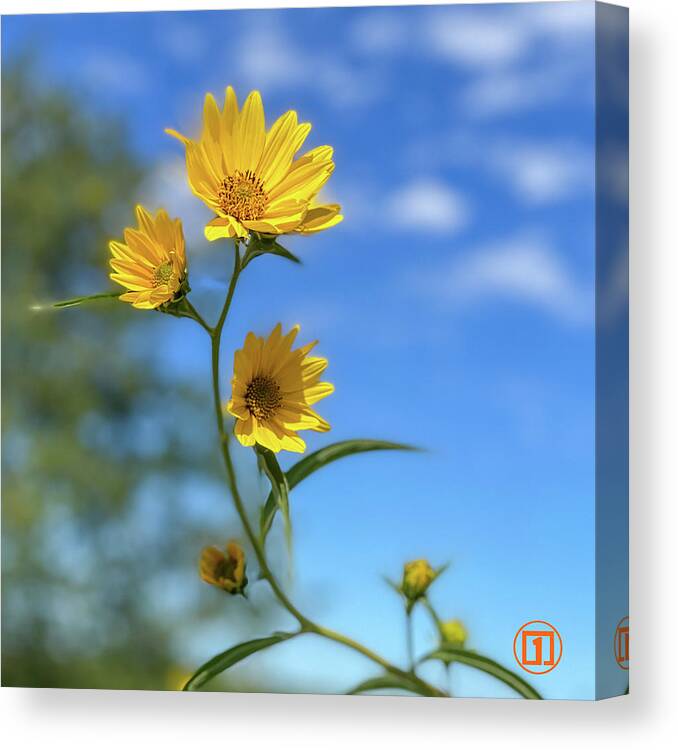 Sunflower Canvas Print featuring the photograph Sawtoothed Sunflowers by Grey Coopre