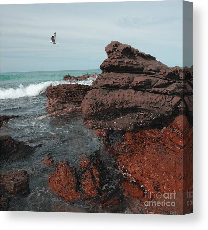 Seagull Canvas Print featuring the photograph Seagull 3 by Russell Brown
