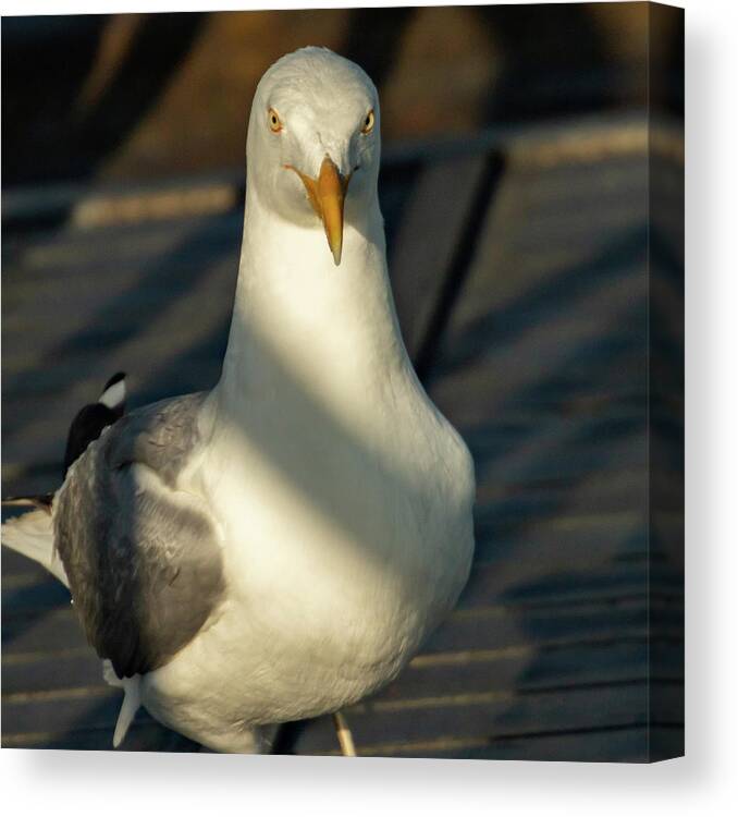 Bird Canvas Print featuring the photograph SeaGull by William Bretton