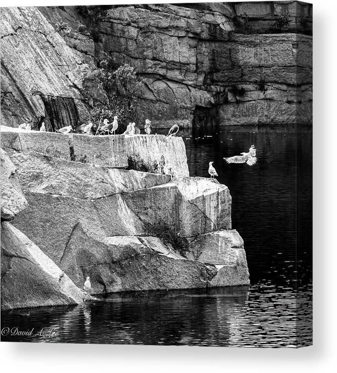 Seagulls Canvas Print featuring the photograph Seagulls on Granite by David Lee