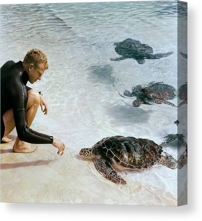 Lifestyle Canvas Print featuring the photograph Senator Taylor Pryor With Sea Turtles by Horst P Horst