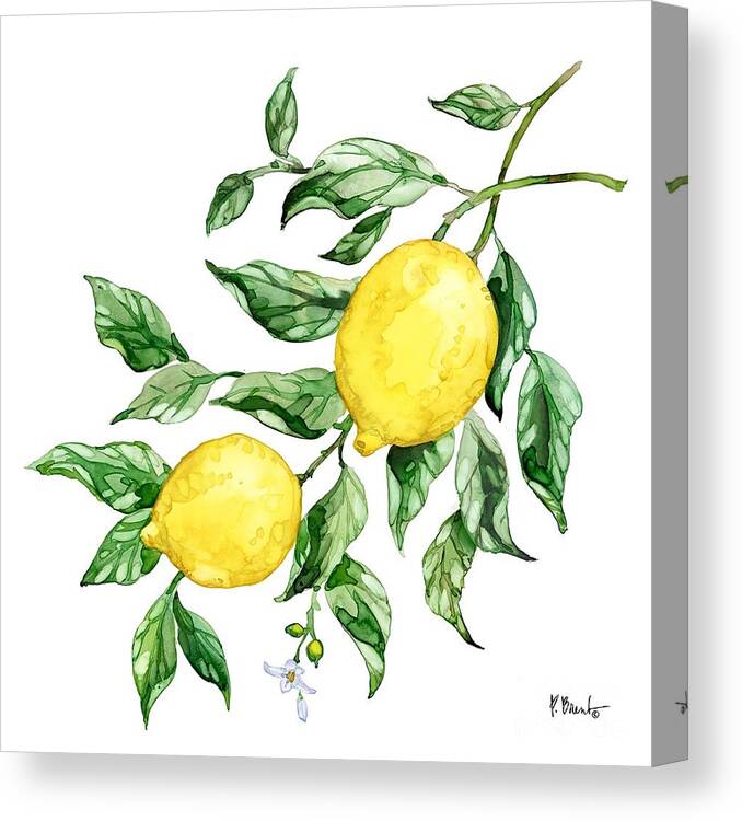 Watercolor Canvas Print featuring the painting Sicilian Lemons IV by Paul Brent