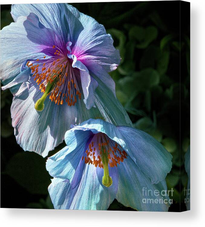 Conservatories Canvas Print featuring the photograph Silk Poppies by Marilyn Cornwell
