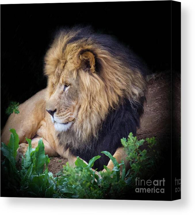 Lion Canvas Print featuring the photograph Simba by Shirley Dutchkowski