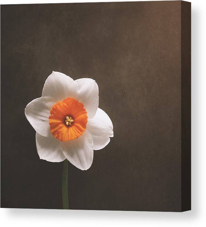 Daffodil Canvas Print featuring the photograph Simple Beauty by Scott Norris