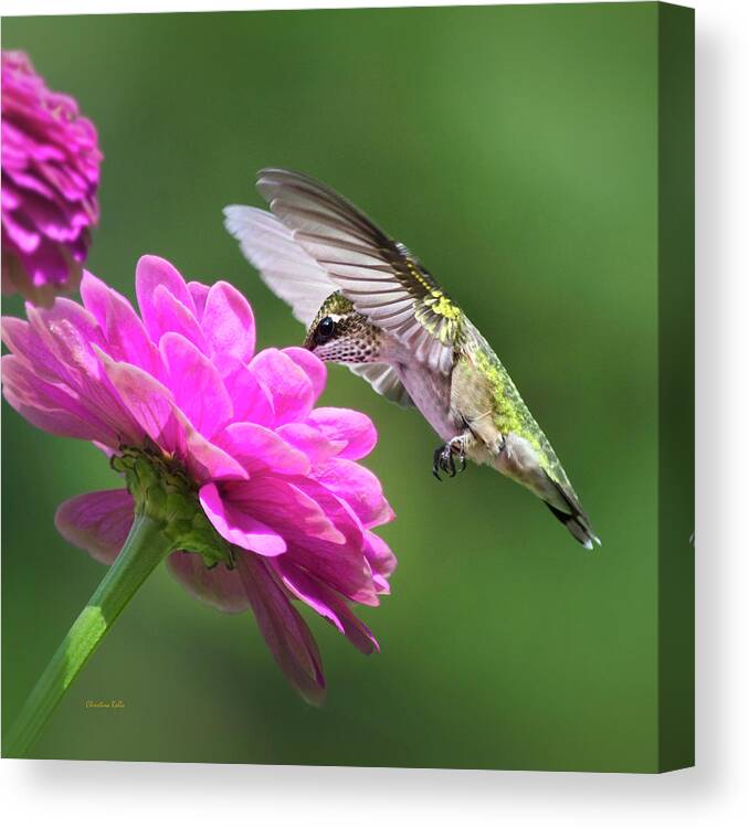 Bird Canvas Print featuring the photograph Simple Pleasure Hummingbird Square by Christina Rollo