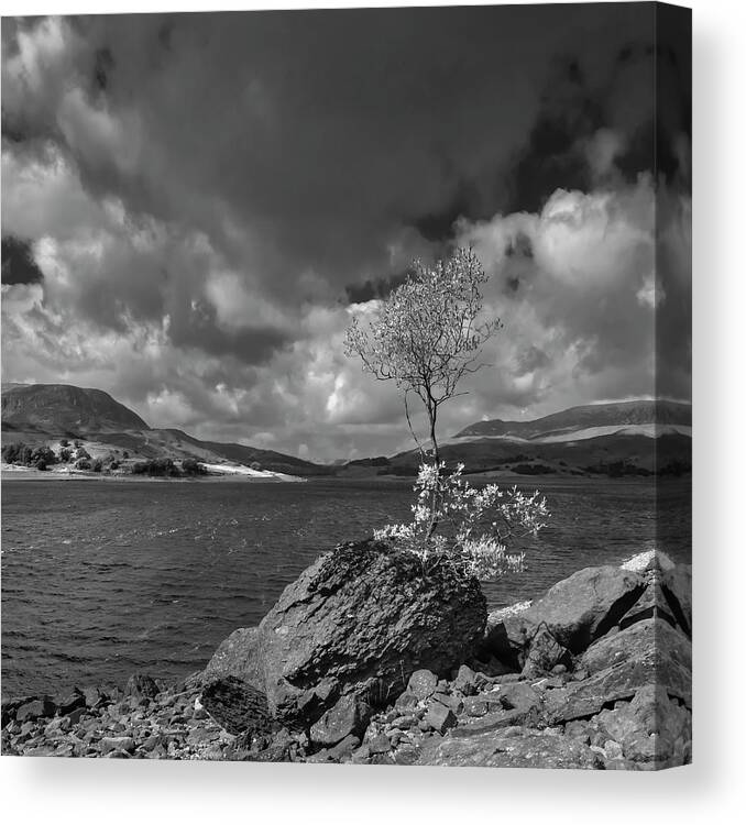 Landscape Canvas Print featuring the photograph Lonely tree on the rock by Remigiusz MARCZAK