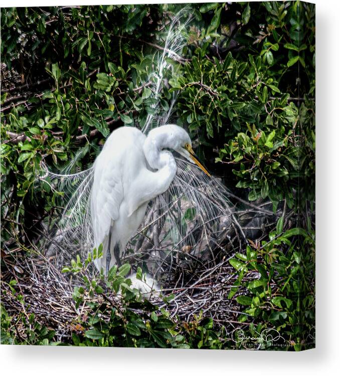 Susan Molnar Canvas Print featuring the photograph Sleeping Baby Egret with Mom by Susan Molnar