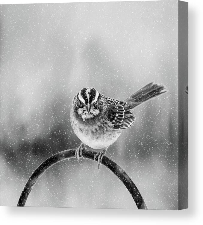 Bird Canvas Print featuring the photograph Snow Again by Cathy Kovarik
