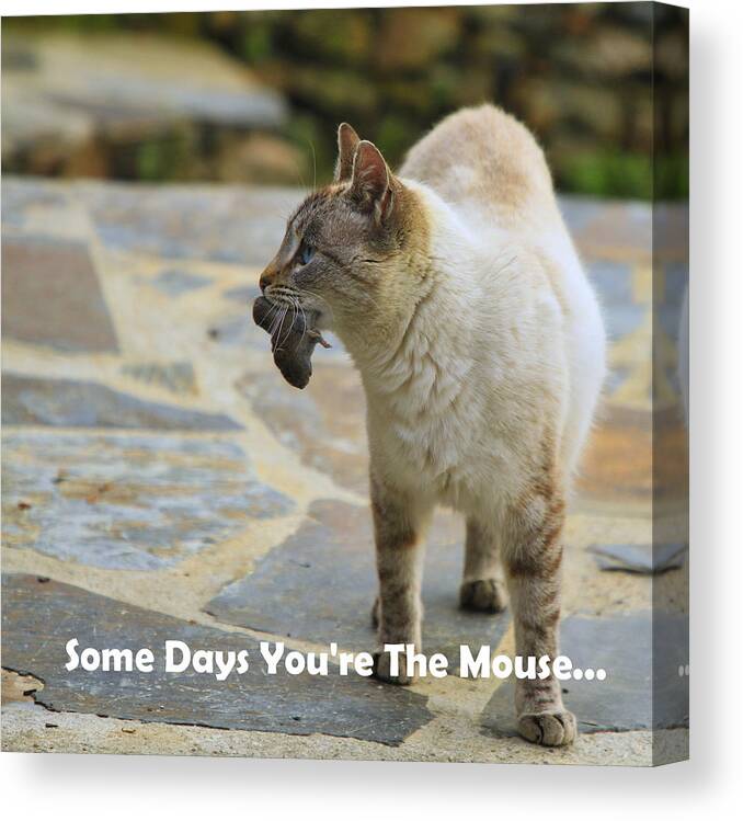 Some Days You're The Mouse Canvas Print featuring the photograph Some Days You're The Mouse by Gene Taylor