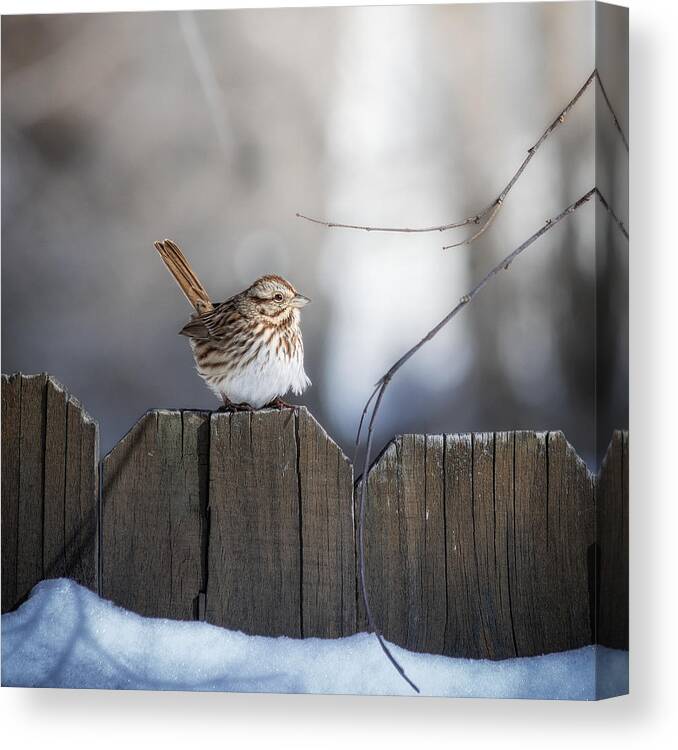 Sparrow Canvas Print featuring the photograph Sparrow Side-Eye by Tom Gehrke