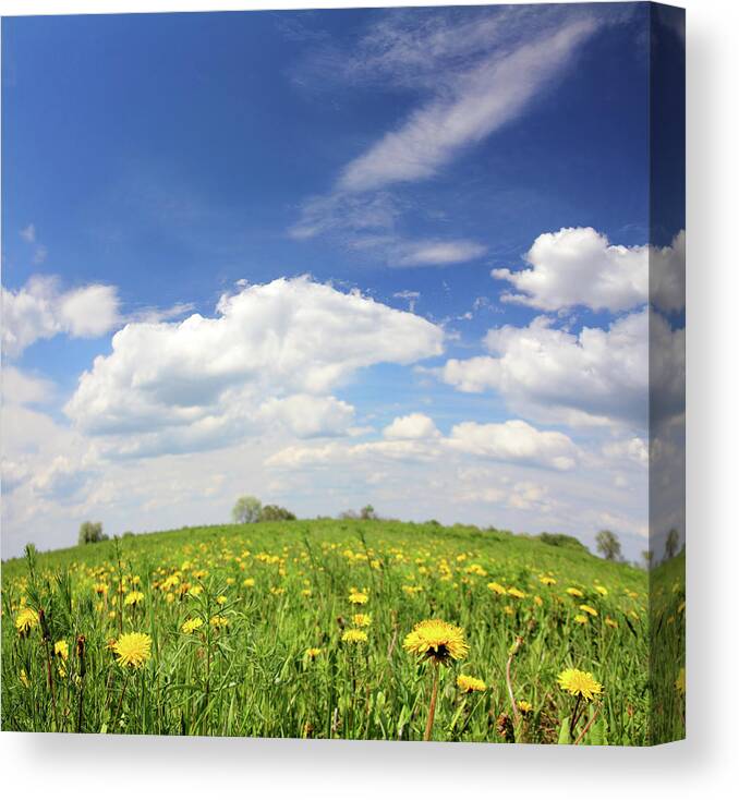 Sky Canvas Print featuring the photograph Spring Landscape With Dandelion Flowers by Mikhail Kokhanchikov