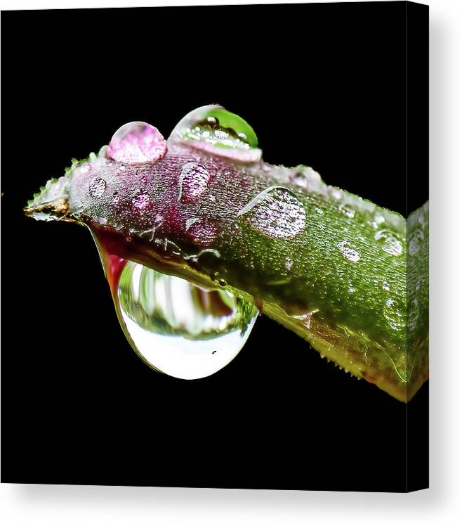 Close Canvas Print featuring the photograph Spring Rain by Brian Shoemaker