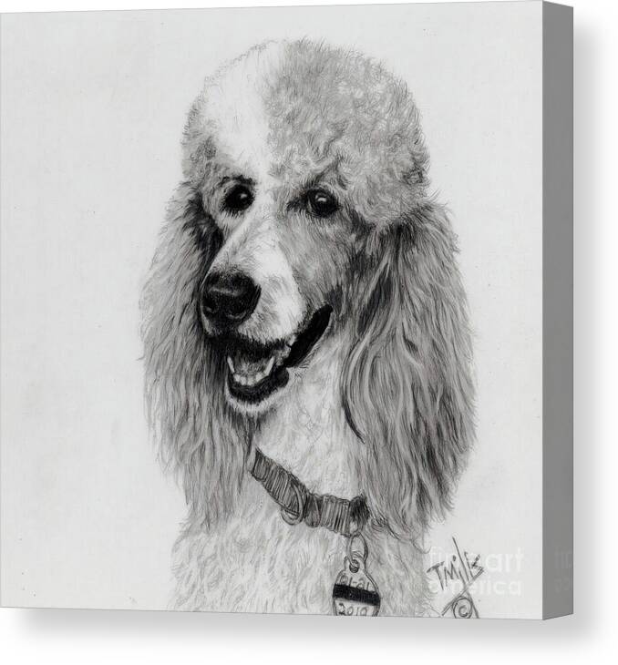 Dog Canvas Print featuring the drawing Standard Poodle 3 by Terri Mills