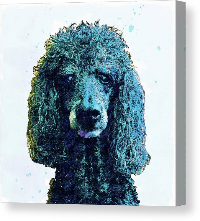 Standard Poodle Canvas Print featuring the photograph Standard Poodle by Pamela Williams