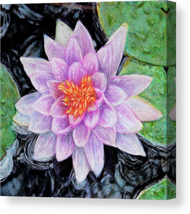 Waterlily Canvas Print featuring the drawing Star of the Pond by Shana Rowe Jackson