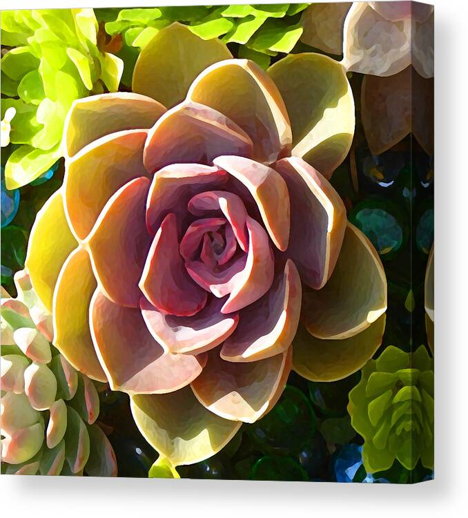 Succulent Canvas Print featuring the photograph Succulent Pond 5 by Amy Vangsgard