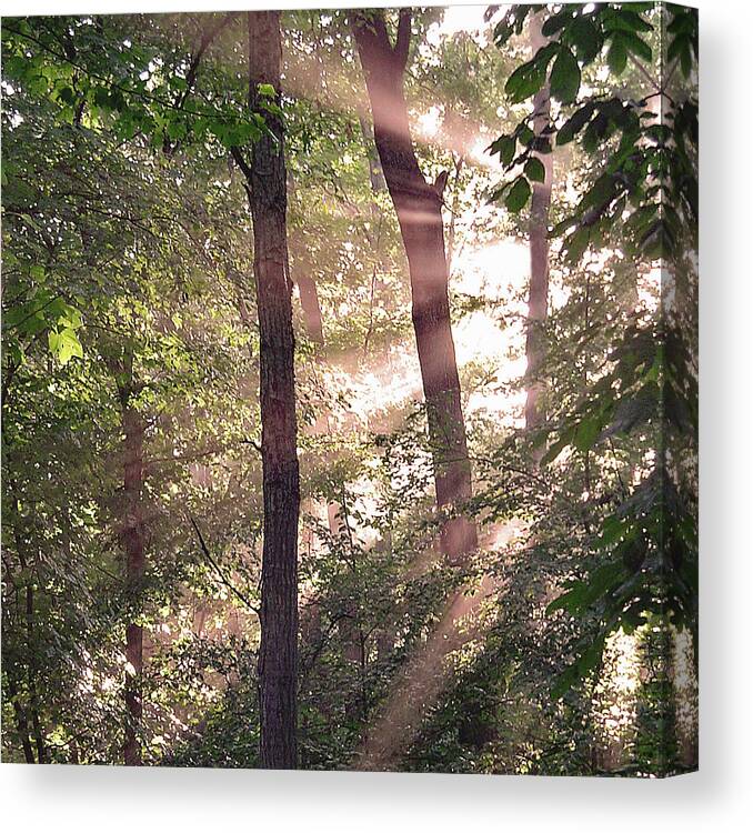 Trees Canvas Print featuring the digital art Sun Rays in Virginia by Nancy Olivia Hoffmann