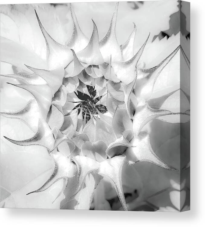 Sunflower Blossom Canvas Print featuring the photograph Sunflower Blossom Black and White Abstract by Rebecca Herranen