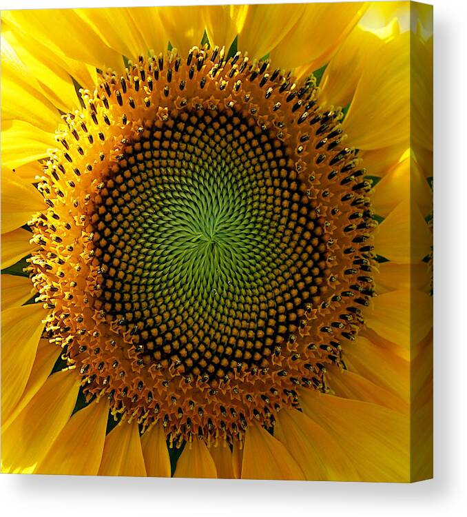 Richard Reeve Canvas Print featuring the photograph Sunflower Spirals by Richard Reeve