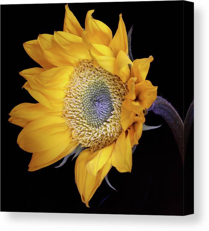 Botanical Canvas Print featuring the photograph Sunflower Square by Julie Powell
