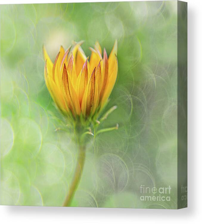 Gardens Canvas Print featuring the photograph Sunshine Day by Marilyn Cornwell