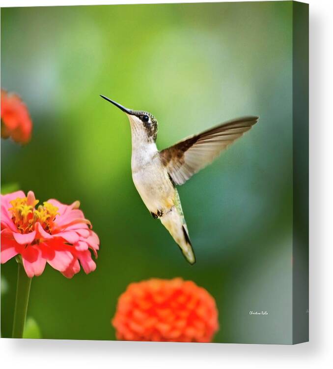 Hummingbirds Canvas Print featuring the photograph Sweet Promise Hummingbird Square by Christina Rollo