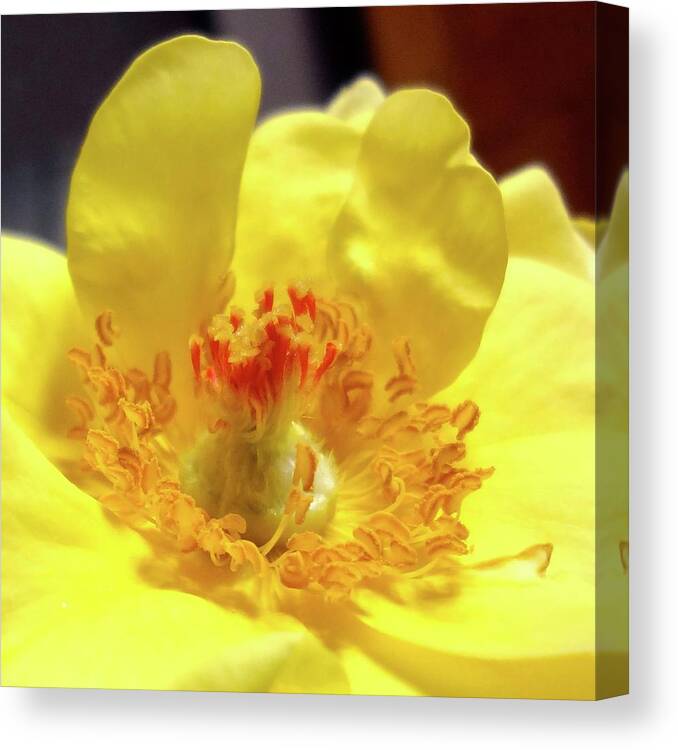 Macro Canvas Print featuring the photograph Tenderness by Catherine Arcolio
