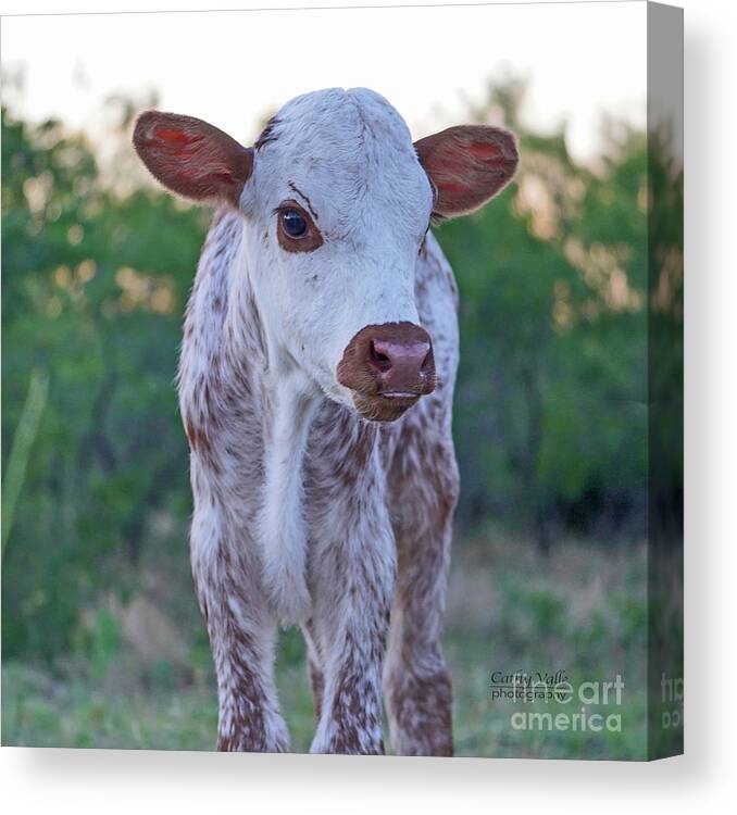 Texas Longhorn Calf Print Canvas Print featuring the photograph Texas longhorn calf print by Cathy Valle