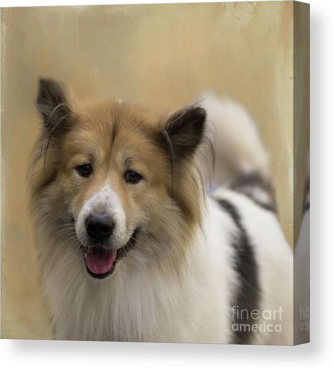 Thai Bangkaew Dog Canvas Print featuring the mixed media Thai Bangkaew Dog by Eva Lechner
