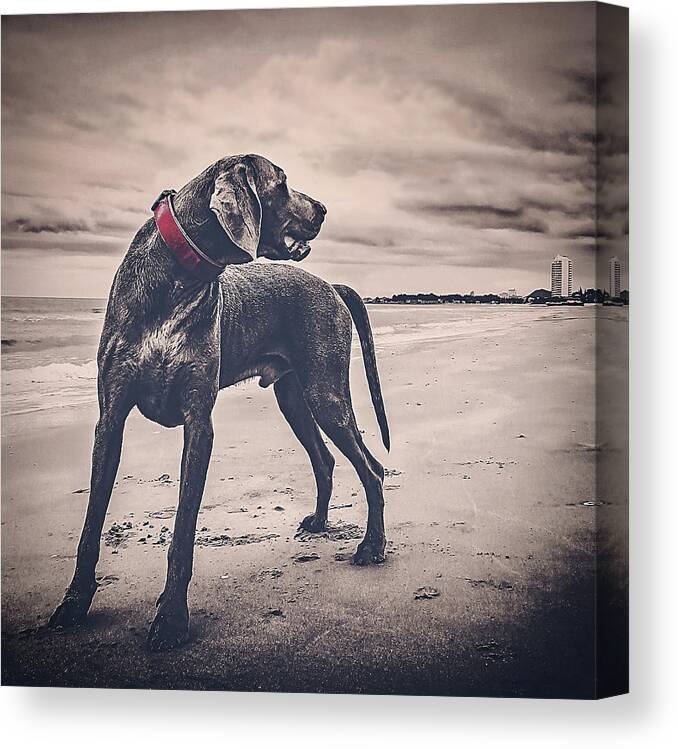 Great Dane On Beach Canvas Print featuring the photograph The Good Boy by Susan Maxwell Schmidt