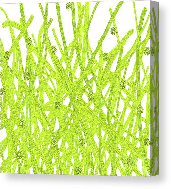 Green Canvas Print featuring the digital art The Grass Is Greener by Designs By L