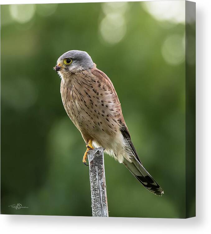 Kestrel Canvas Print featuring the photograph The male Kestrel hunting on top of a round pole by Torbjorn Swenelius