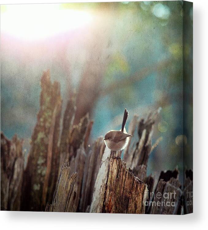 Morning Canvas Print featuring the photograph The Morning by Russell Brown