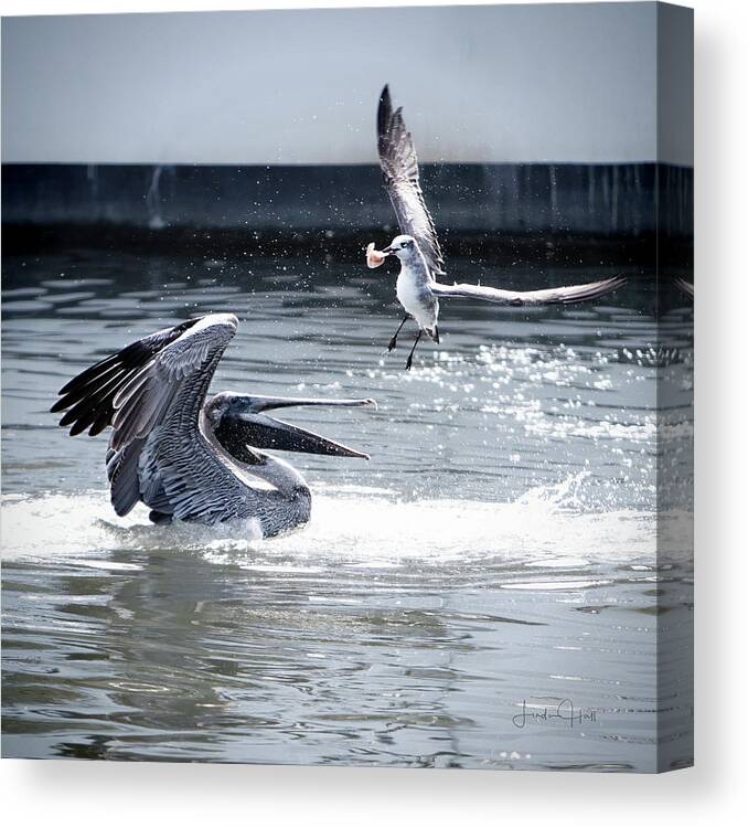Pelican Canvas Print featuring the photograph The Winner by Linda Lee Hall
