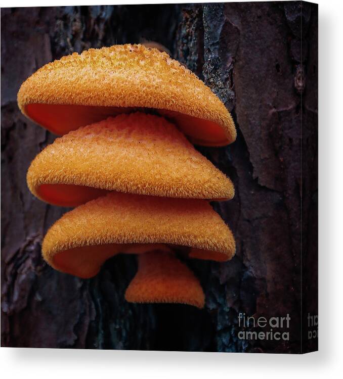 Fungi Canvas Print featuring the photograph Three Amigos by Doug Sturgess