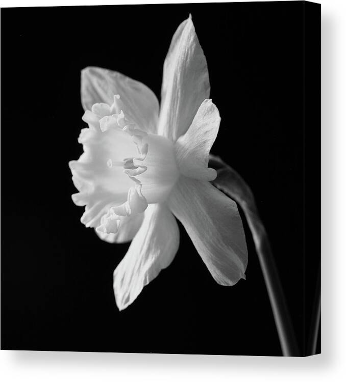 Absorption Canvas Print featuring the photograph Thrive by Tom Druin