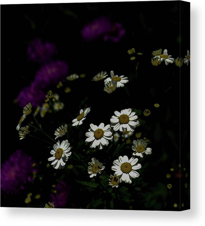 Art Canvas Print featuring the photograph Tiny Daisies by Joan Han