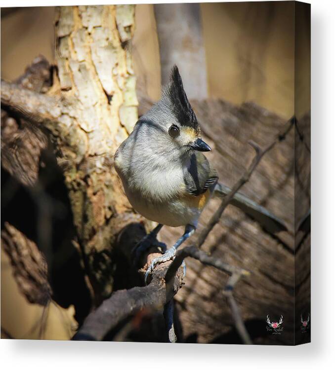 Titmouse Canvas Print featuring the photograph Titmouse Giving the Eye by Pam Rendall