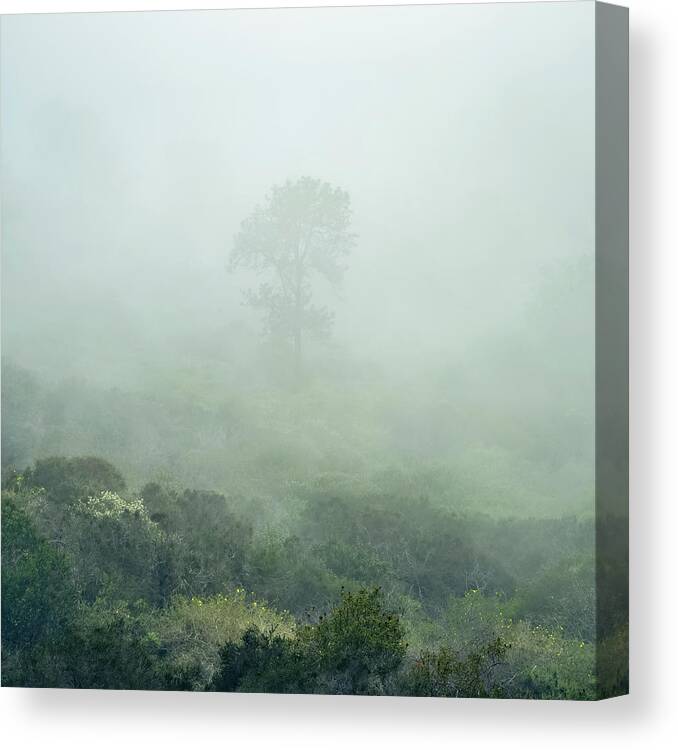 Torrey Pine Canvas Print featuring the photograph Torrey Pine Lost in Fog by Alexander Kunz