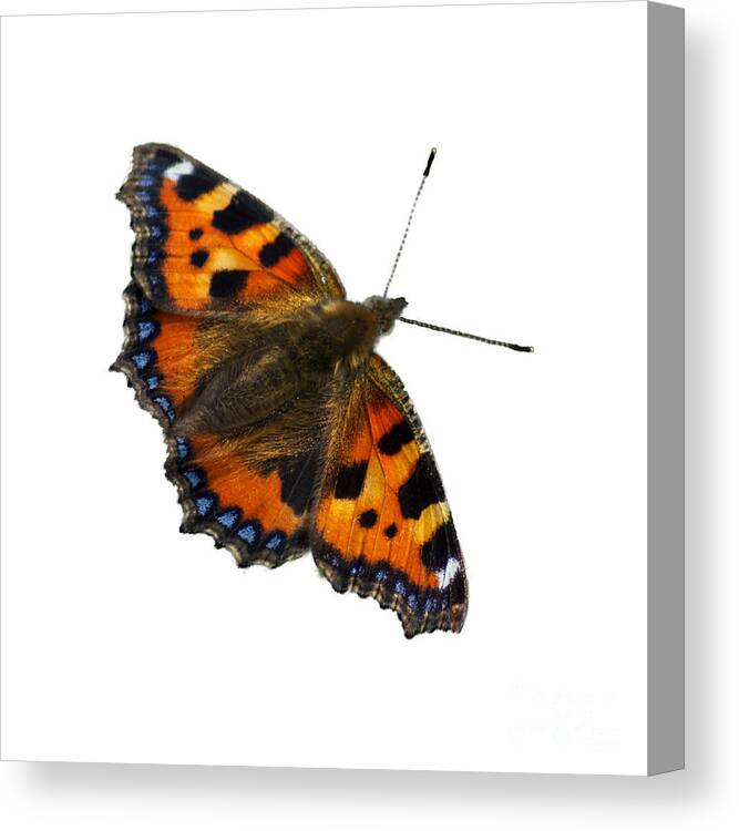 Tortoiseshell Canvas Print featuring the photograph Tortoiseshell butterfly, taken at Dove Stone Reservoir, by Pics By Tony
