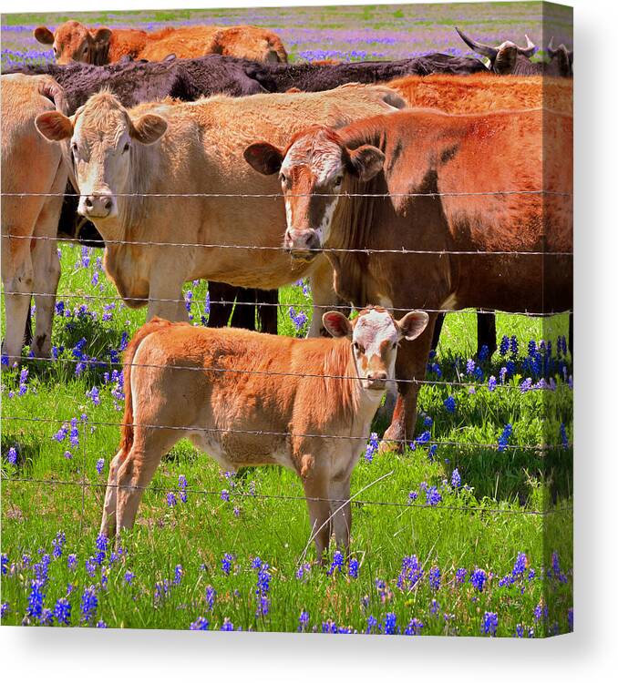 Texas Bluebonnets Canvas Print featuring the photograph Totally Texas - Cow calf Bluebonnets - Wildflowers Landscape by Jon Holiday