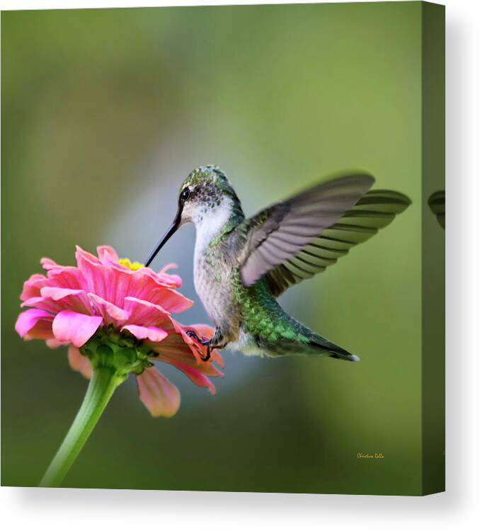 Hummingbird Canvas Print featuring the photograph Tranquil Joy Hummingbird Square by Christina Rollo