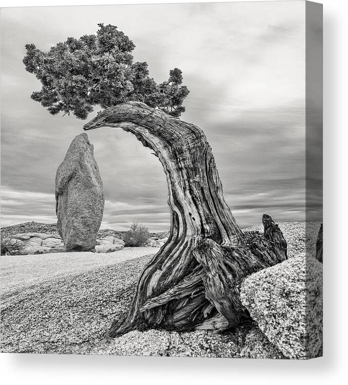 Joshua Tree Canvas Print featuring the photograph December 2021 Tree and Obelisk - Re-Edit by Alain Zarinelli