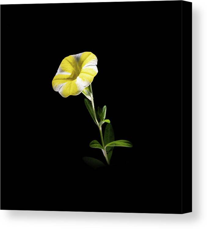 Contrast Canvas Print featuring the photograph Trumpet Solo by Kevin Suttlehan