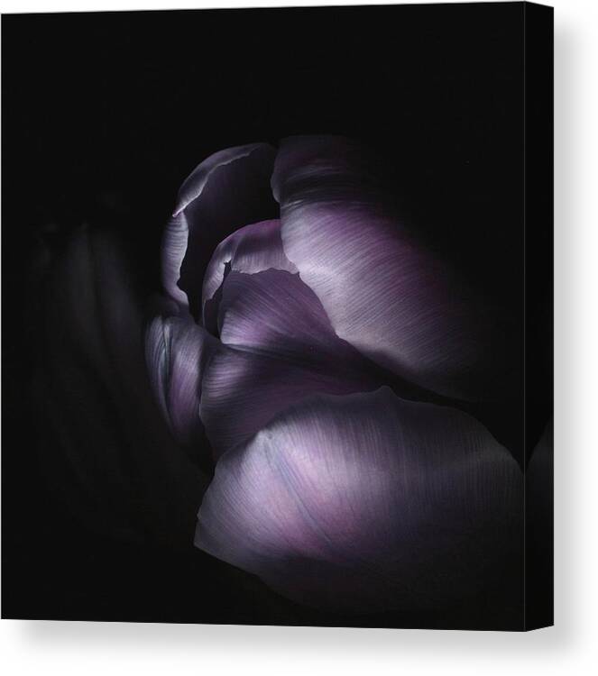 Floral Canvas Print featuring the photograph Tulip 040707 by Julie Powell
