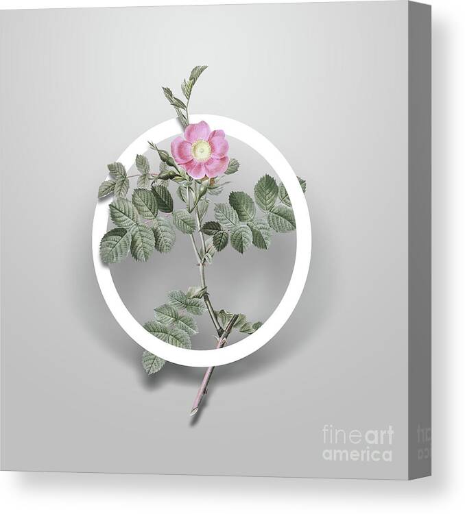 Vintage Canvas Print featuring the painting Vintage Pink Sweetbriar Rose Minimalist Floral Geometric Circle Art N.645 by Holy Rock Design